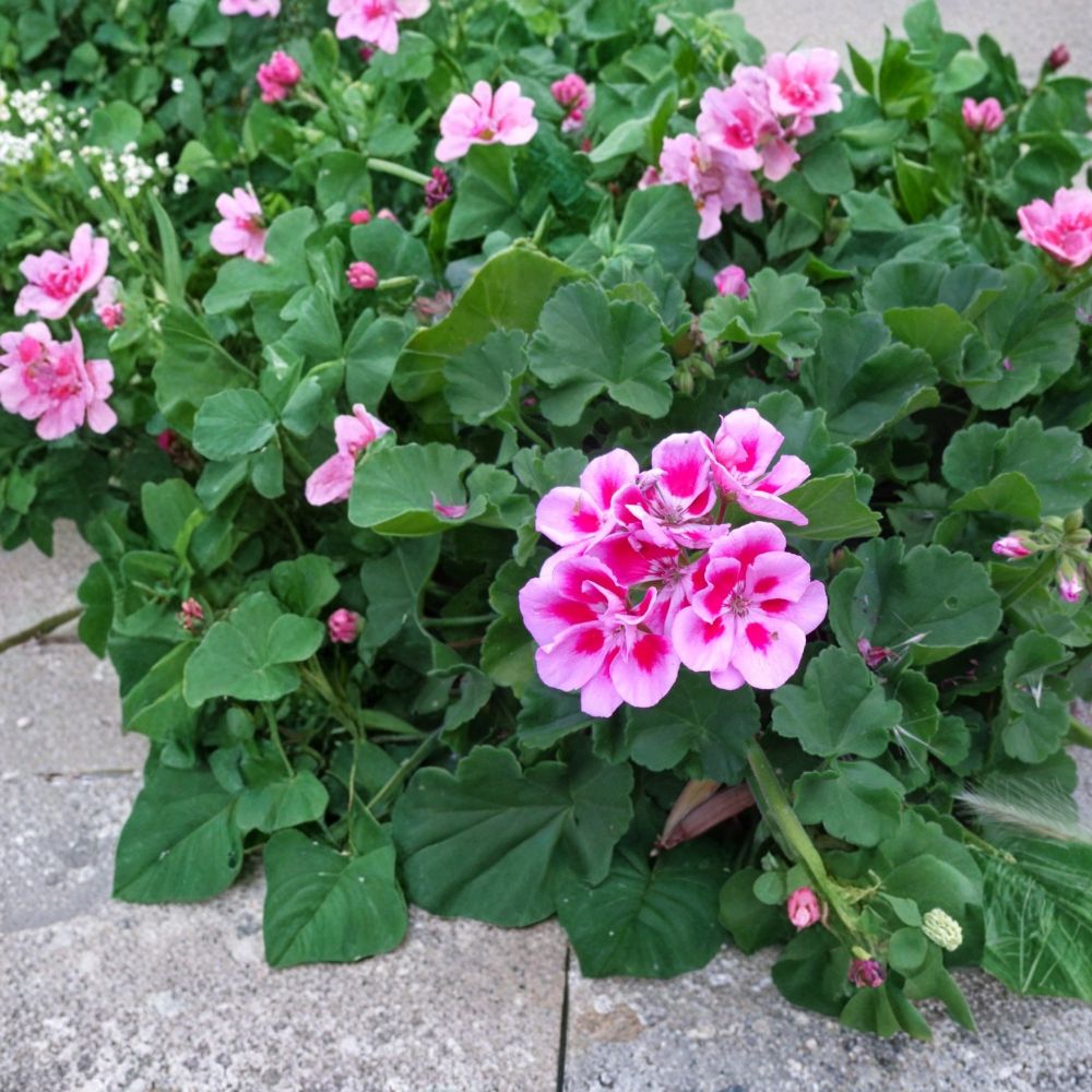 Set of 2 Pink Geranium Live Cuttings | 6 Inches Long | Fresh Unrooted Starter Cuttings | Fragrant Flowering Geranium | Easy to Propagate