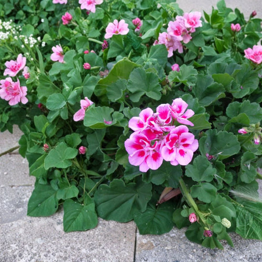 Set of 2 Pink Geranium Live Cuttings | 6 Inches Long | Fresh Unrooted Starter Cuttings | Fragrant Flowering Geranium | Easy to Propagate