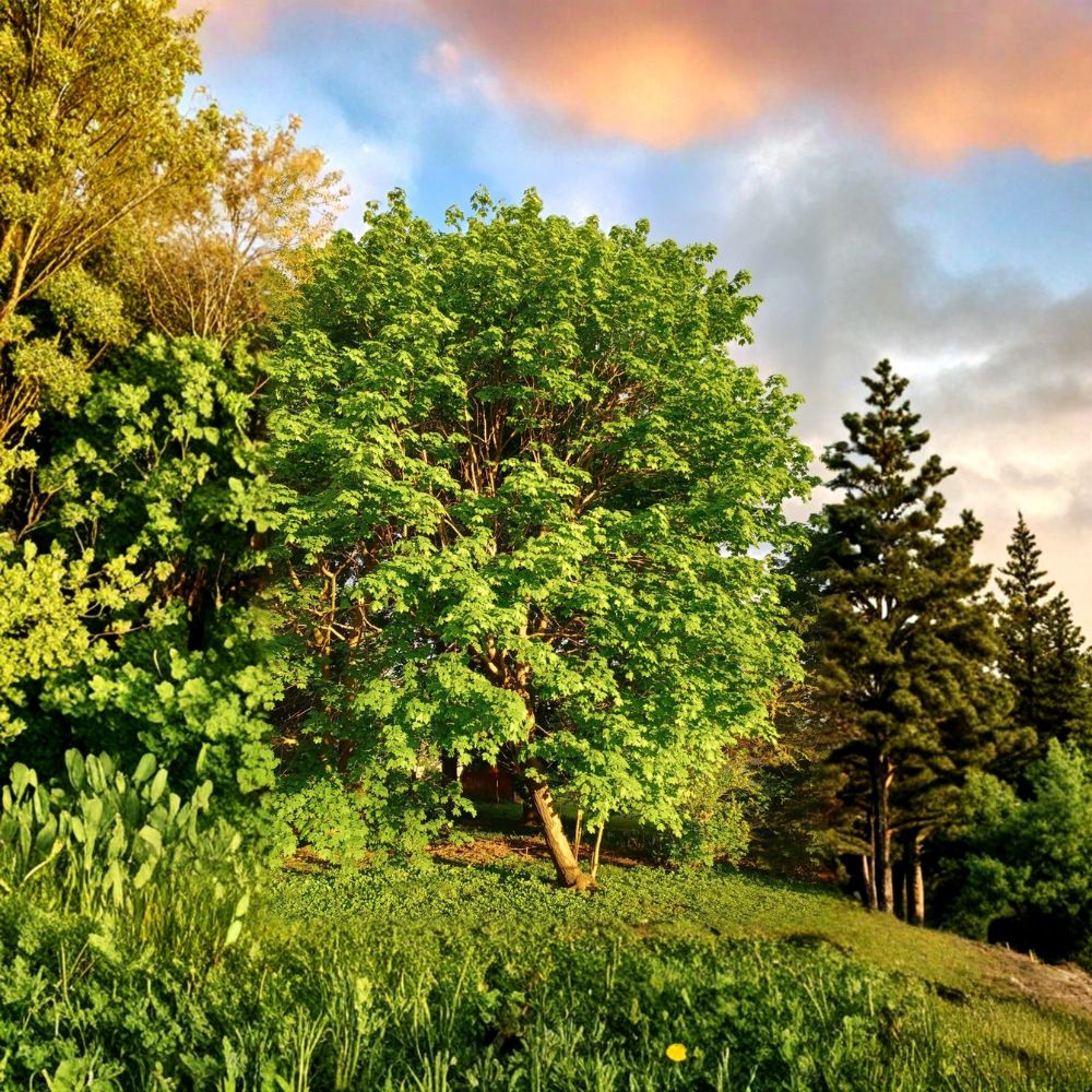 Sugar Maple Tree – Acer saccharum Live Starter Tree | 24 Inches Tall | Bare Root | Native Shade Tree | Brilliant Fall Color