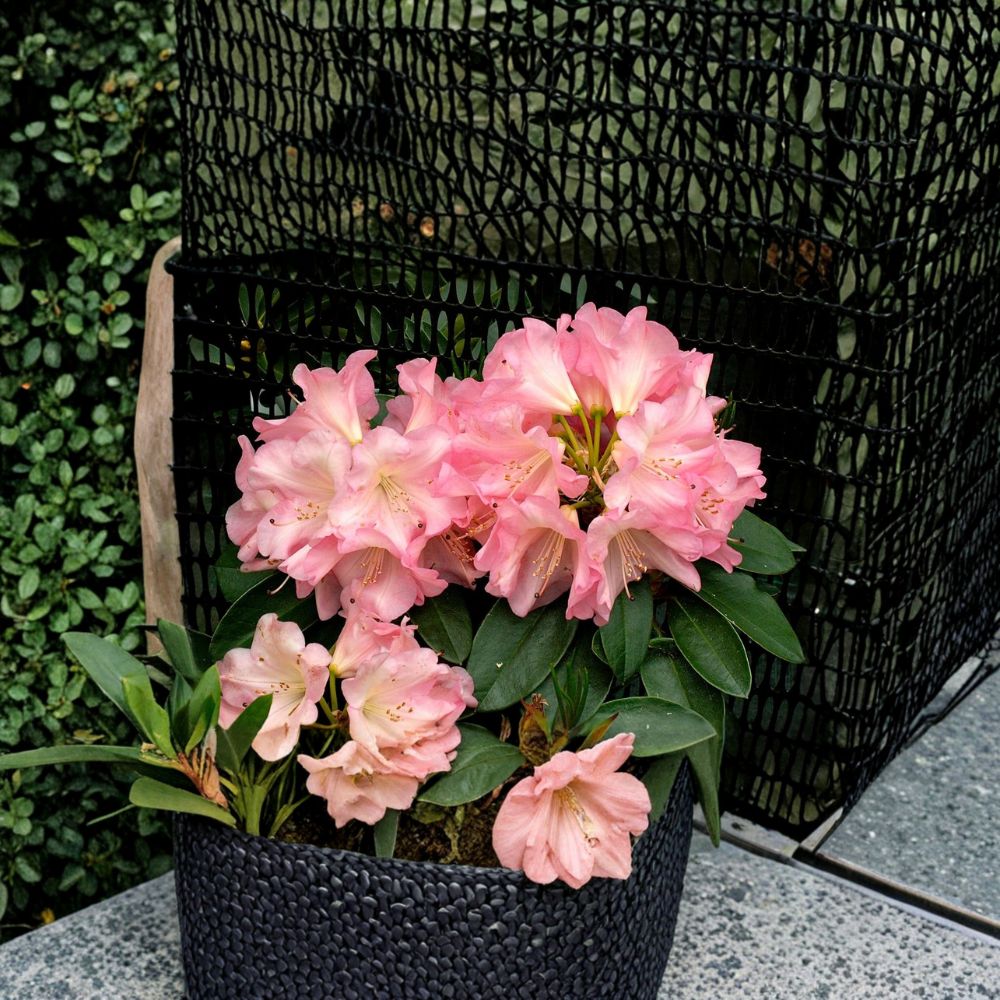 Rhododendron ‘Bruce Brechtbill’ Live Evergreen Shrub | Pink White & Yellow Blooming Rhododendron | Award Winning Hardy Plant | #2 Container Grown
