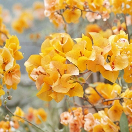 3 California Gold Bougainvillea Live Plants – Yellow Flowering | 4–6 Inch Starters | Soil Rooted | No Pot | Tropical Ornamental Vine | Full Sun
