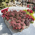 Acer palmatum ‘Hefner’s Red’ – Deep Maroon Japanese Maple Live Tree | 30–40 Inches Tall | Heat Tolerant Upright Maple | #3 Container Size