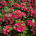 Escallonia Redclaws Plant – Escallonia Live Evergreen Shrub | Includes Nursery Pot Reddish Pink Flowers | Dense Glossy Foliage | Hardy Landscape Plant