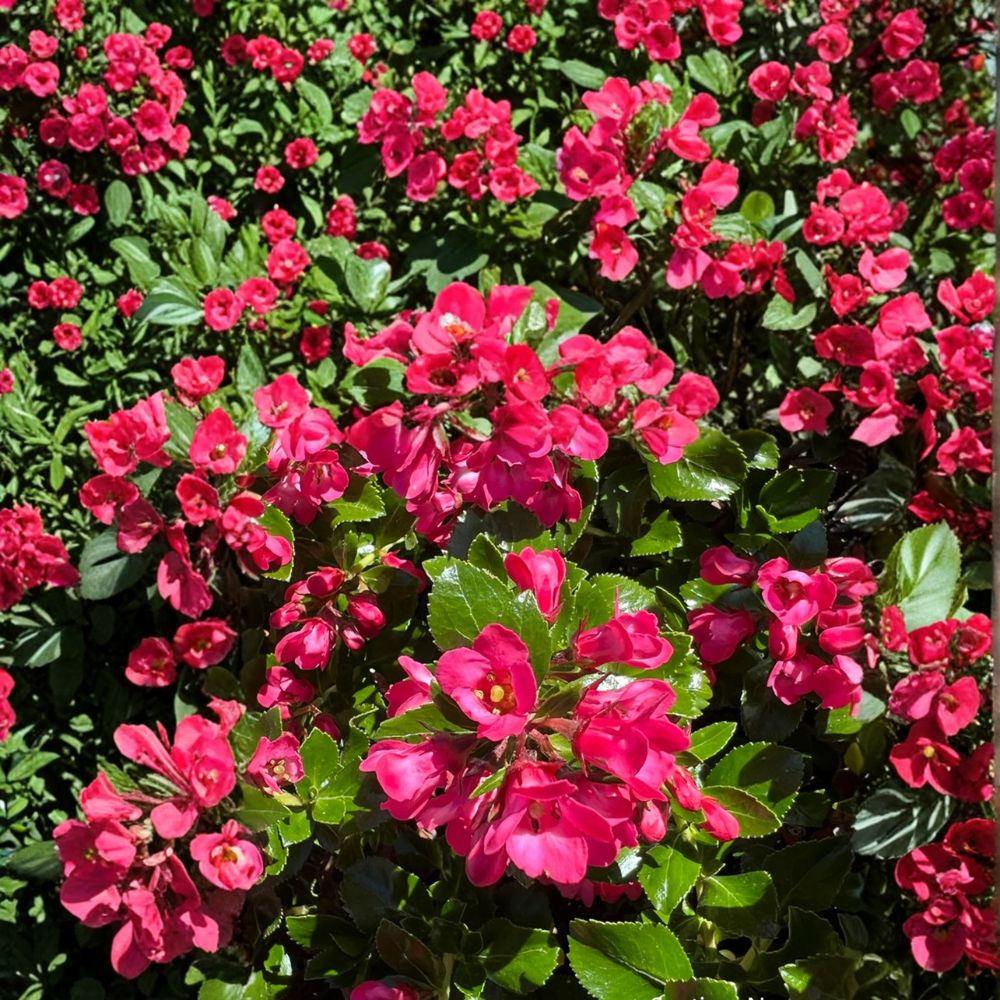 Escallonia Redclaws Plant – Escallonia Live Evergreen Shrub | Includes Nursery Pot Reddish Pink Flowers | Dense Glossy Foliage | Hardy Landscape Plant