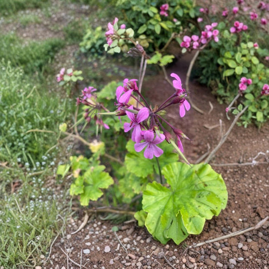 Pelargonium radens Seeds – Trailing Scented Geranium | 5 Seeds Included | Fragrant Ground Cover Plant | Hanging Basket & Container Friendly | Easy to Grow