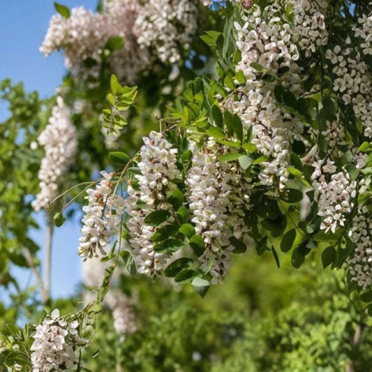 Black Locust Live Bare Root Sapling | Robinia pseudoacacia | Hardy Fast Growing Shade Tree | Native Ornamental | Easy to Grow