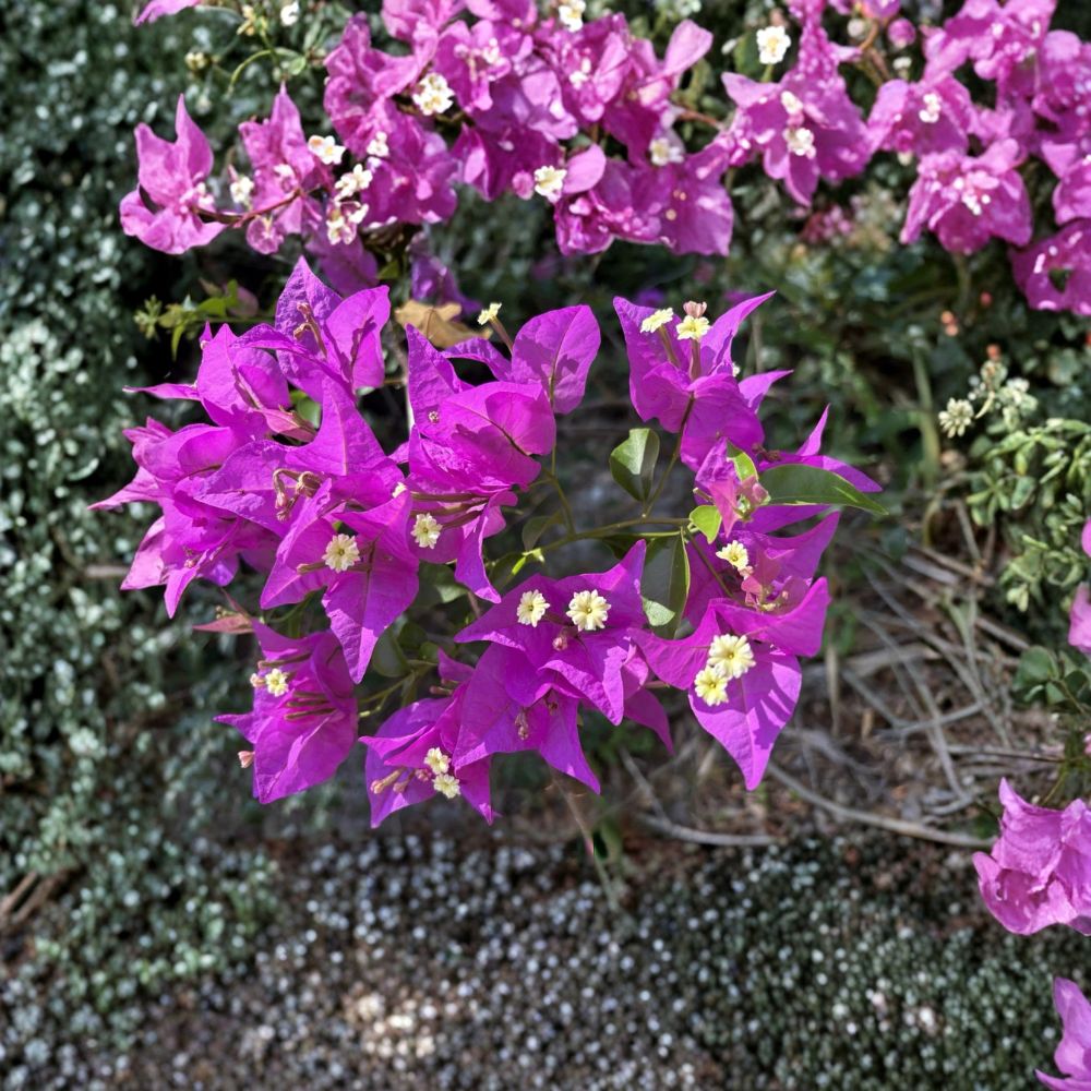 Purple Lavender Bougainvillea Cuttings – 6 Live Cuttings | 6–8 Inches Long | Flowering Vine | Easy to Propagate