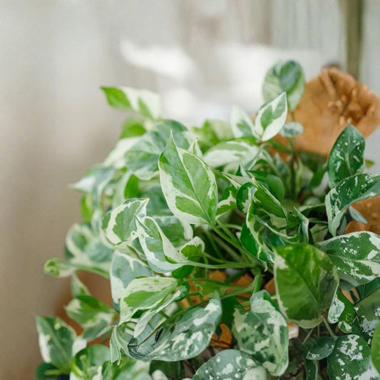 Pearls and Jade Pothos Live Cuttings | 3 Fresh 4–5 Inch Devil's Ivy Cuttings | Variegated Indoor Houseplant | Easy to Root