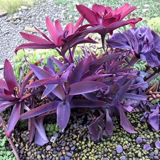 Purple Heart – Tradescantia pallida Fresh Cuttings | Set of 5 | Purple Wandering Jew | Easy to Grow Perennial