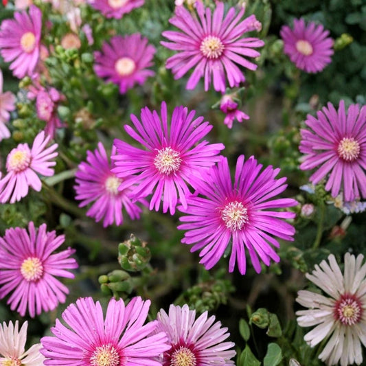 Delosperma Cooperi ‘Ice Plant’ – 2 Live Well-Rooted Plugs | Hot Pink Succulent Groundcover | Hardy Low-Growing Garden Plant | Drought Tolerant