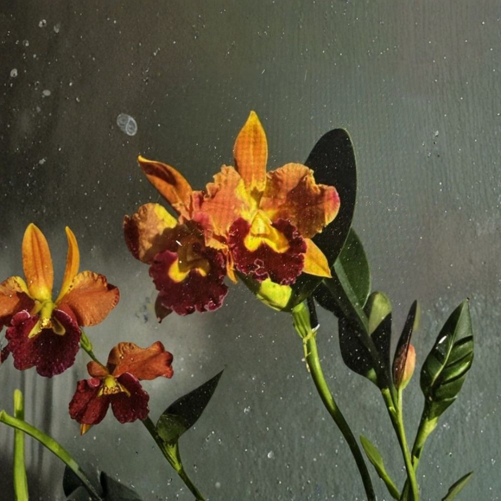 Cattleya Orchid Live Plant | 2 Stem Division | Bare Root Orchid | Surprise Variety | Tropical Houseplant | Collector Orchid