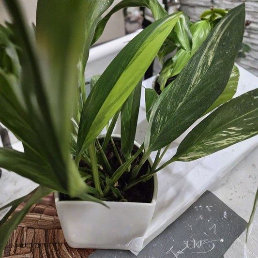Variegated Silver Streak Pothos Live Plant – Rare Rooted Starter | Indoor Tropical Houseplant | Climbing Vine | Long Variegated Leaves