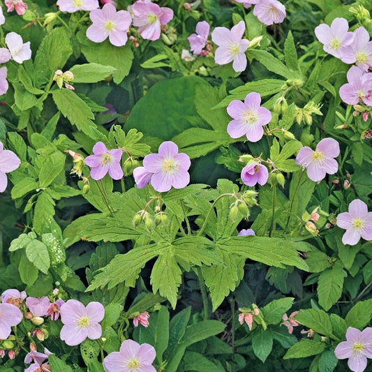 Wild Geranium Bare Roots – Geranium maculatum | 5 Live Hardy Native Plants | Woodland Wildflower | Pollinator Friendly | Shade Garden Perennial