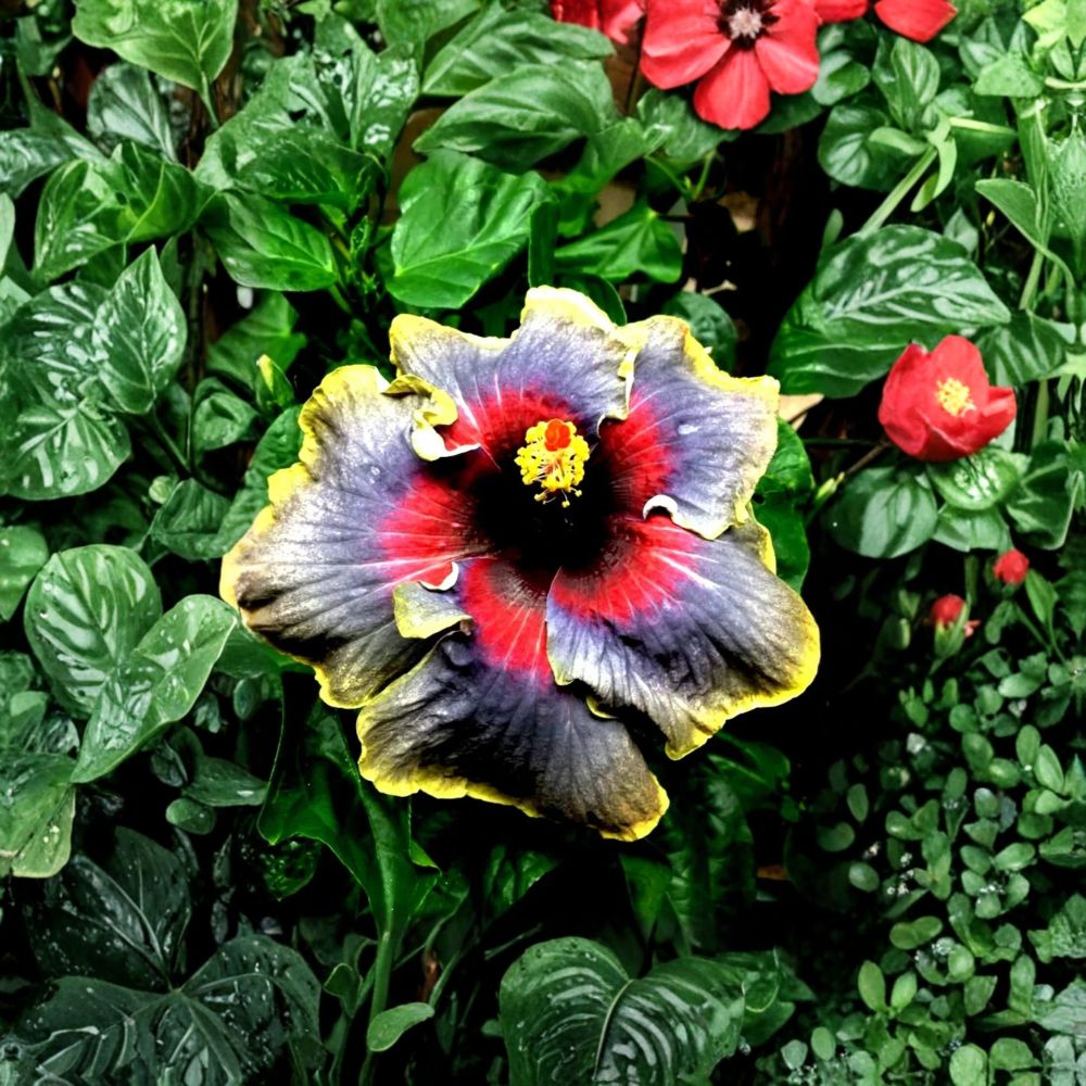 Madagascar Hibiscus – Hibiscus moscheutos Live Starter Plant | 3–5 Inches Tall | Rooted | Tropical Flowering Mallow | Easy to Grow