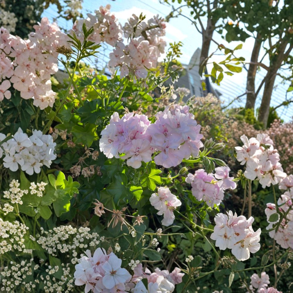 White Pink Ivy Geranium Cuttings – Pelargonium peltatum | 2 Live 6 Inch Cuttings | Rare Double Bloom Trailing Plant | Hanging Basket & Patio Friendly