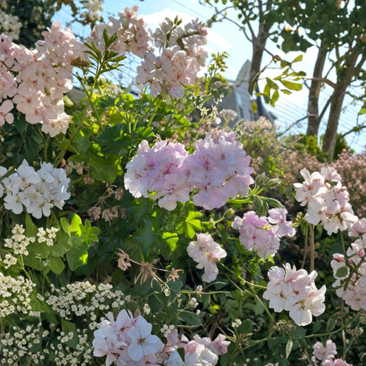 White Pink Ivy Geranium Cuttings – Pelargonium peltatum | 2 Live 6 Inch Cuttings | Rare Double Bloom Trailing Plant | Hanging Basket & Patio Friendly