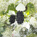 Japanese Fujiminori Giant Table Grape Plant – Vitis vinifera Live Vine | Includes Nursery Pot Extra Large Premium Grape | 藤稔葡萄 乒乓球葡萄 | US Seller