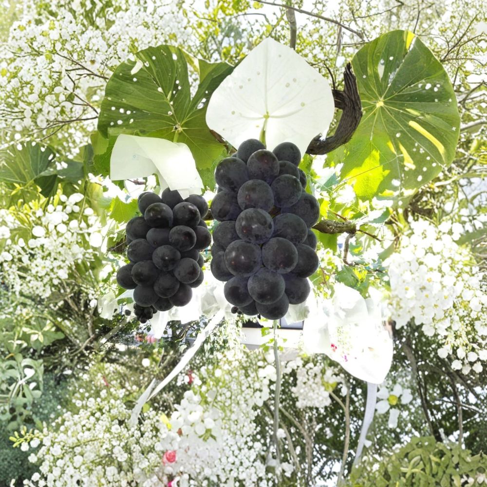 Japanese Fujiminori Giant Table Grape Plant – Vitis vinifera Live Vine | Includes Nursery Pot Extra Large Premium Grape | 藤稔葡萄 乒乓球葡萄 | US Seller