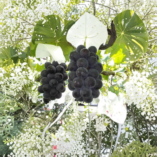 Japanese Fujiminori Giant Table Grape Plant – Vitis vinifera Live Vine | Includes Nursery Pot Extra Large Premium Grape | 藤稔葡萄 乒乓球葡萄 | US Seller
