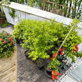 Acer palmatum ‘Aoyagi’ – Rare Green Bark Japanese Maple | 40–50 Inches Tall | Winter Interest Maple Tree | #3 Container Size
