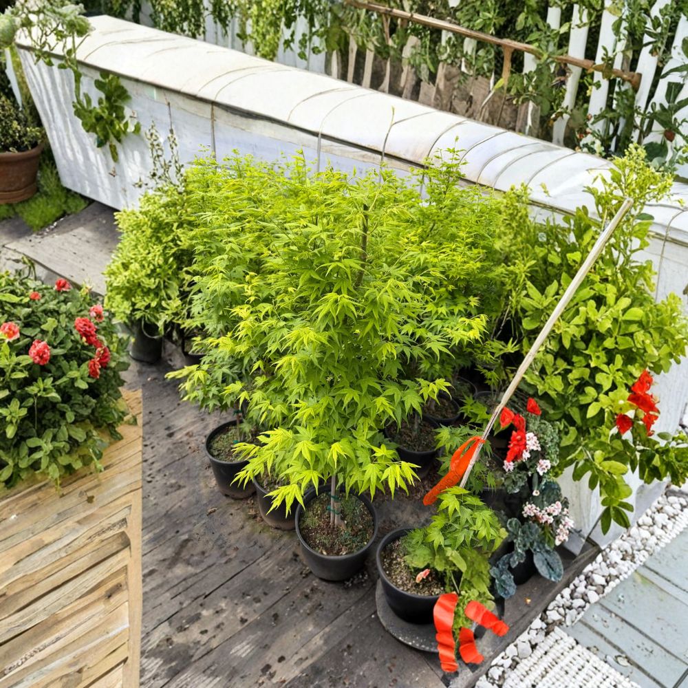 Acer palmatum ‘Aoyagi’ – Rare Green Bark Japanese Maple | 40–50 Inches Tall | Winter Interest Maple Tree | #3 Container Size