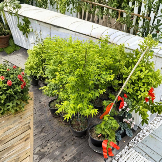 Acer palmatum ‘Aoyagi’ – Rare Green Bark Japanese Maple | 40–50 Inches Tall | Winter Interest Maple Tree | #3 Container Size
