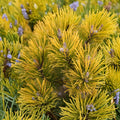Carsten’s Wintergold Mugo Pine – Live Golden Evergreen Conifer | 10 Inch Tall Plant | 1 Gallon Pot | Dwarf Pinus mugo Shrub
