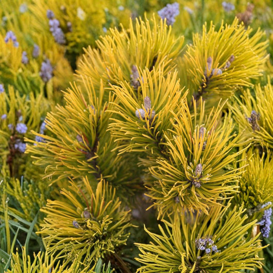 Carsten’s Wintergold Mugo Pine – Live Golden Evergreen Conifer | 10 Inch Tall Plant | 1 Gallon Pot | Dwarf Pinus mugo Shrub