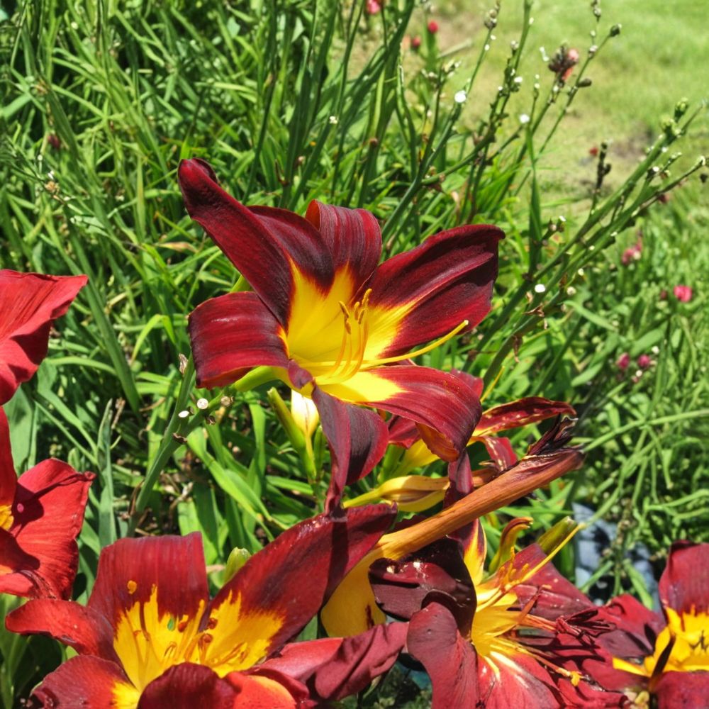 3 Ming Toy Daylily – Hemerocallis 'Ming Toy' Live Bare Root | Reblooming Perennial | Reddish-Orange Flowers | Easy to Grow | Starter Plugs