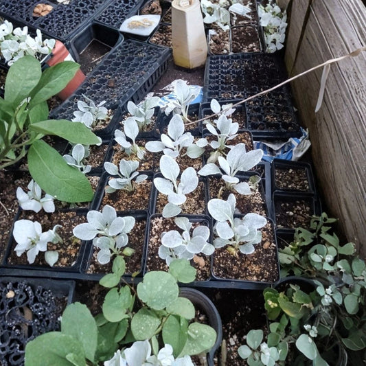 Senecio ‘Angel Wings’ Live Plants – Set of 2 | 4 Inch Pots | Silver Foliage Plant | Velvety Leaves | Drought Tolerant | Patio & Garden Accent