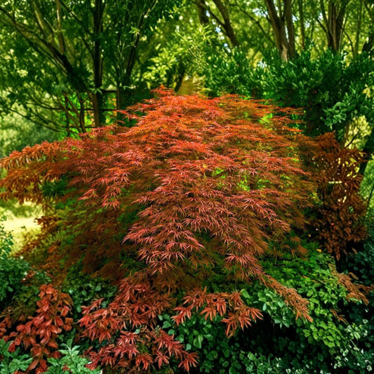 Orangeola Japanese Maple – Acer palmatum 'Orangeola' Live Tree | 3 Feet Tall | Bare Root Weeping Laceleaf Maple | Dwarf Ornamental Tree