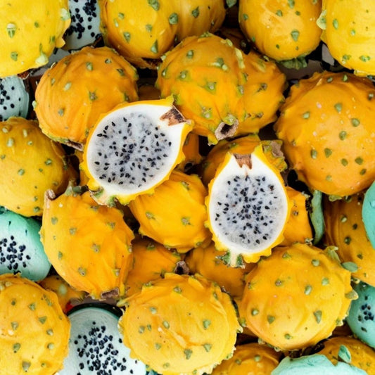 Yellow Dragon Fruit Live Plant – Selenicereus/Hylocereus | 3–6 Inch Starter | Tropical Fruit Cactus | No Pot | Climbing Cactus | Edible Garden Friendly