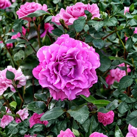 Angel Face Rose Live Starter Plant – Floribunda Rose | 4–6 Inch Tall | Well Rooted | Fragrant Lavender Rose | No Pot | Garden & Container Friendly