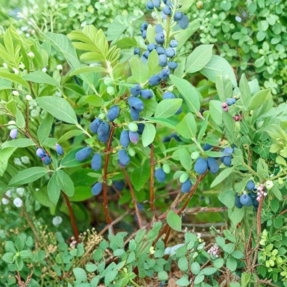 Tundra Honeyberry – Lonicera caerulea Live Plant Cuttings | 6 Fresh 6-Inch Green Wood Cuttings | Edible Berry Shrub | Easy to Propagate
