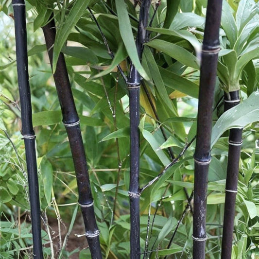 Black Timber Bamboo – Phyllostachys nigra Live Rhizomes | Set of 5 | Bare Root Bamboo | Evergreen Privacy Screen
