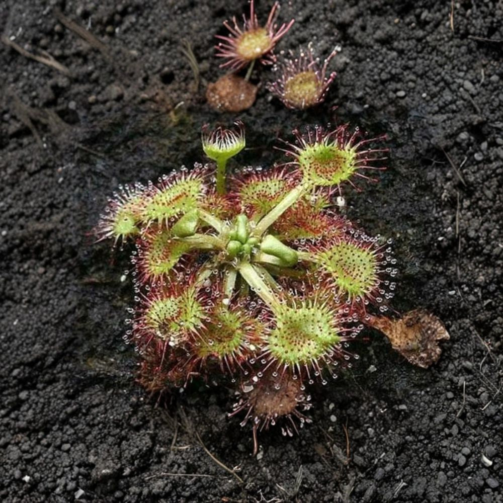 Live Round-Leaved Sundew | Drosera rotundifolia Adult Carnivorous Plant | Bare Root in Sphagnum Moss | Easy to Grow
