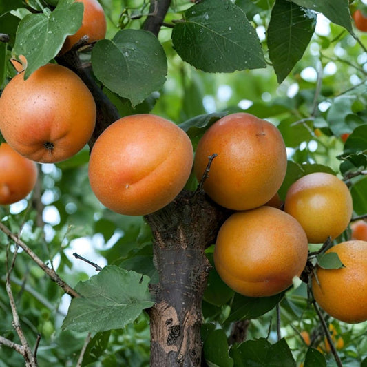 Tomcot Apricot Tree – Prunus armeniaca Live Bare Root Tree | 3 Feet Tall | Early Sweet Apricot Variety | Productive Cold Hardy Fruit Tree