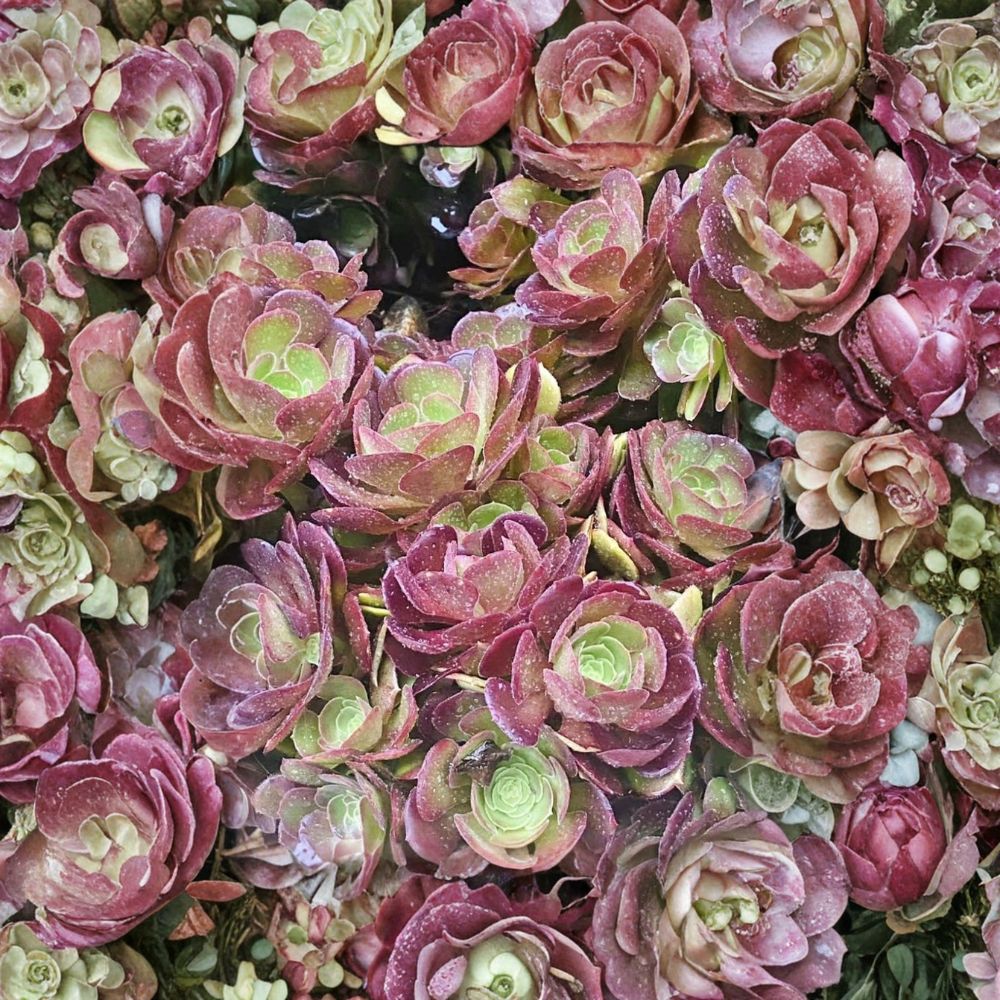 Aeonium 'Velour' – Fresh Cuttings | Set of 5+ | Colorful Succulent | Easy to Grow