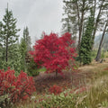 Acer palmatum ‘Emperor 1’ – Red Emperor Japanese Maple | Upright Red Maple Tree | #3 Container Plant