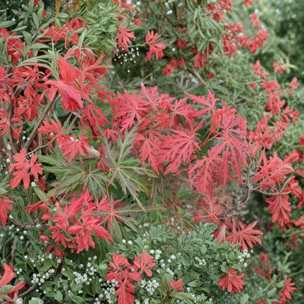 Acer palmatum dissectum ‘Orangeola’ – Weeping Laceleaf Japanese Maple | Cascading Red Orange Foliage | #3 Container | 25–32" Tall