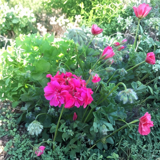 Hot Pink Ivy Geranium – Pelargonium peltatum Live Cuttings | 4 Pack | 6+ Inch Cuttings | Double Magenta Pink Blooms | Trailing Flowering Plant | Patio & Balcony