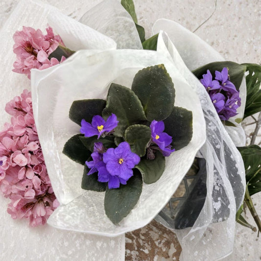 African Violet Live Plant | Includes 4 Inch Starter Pot | Purple Flowering Houseplant | Indoor Plant | Easy to Grow