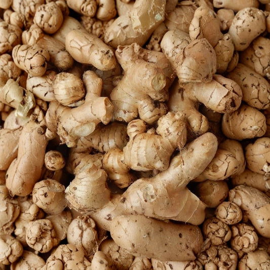 2 Ginger Root Live Plants – Zingiber officinale | 4–6 Inch Starter Plants | Edible Perennial | Tropical Herb Plant | No Pot | Garden & Container Friendly