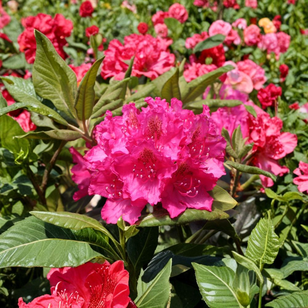 Rhododendron ‘Pearce’s American Beauty’ – Evergreen Rhododendron | Deep Red Late Season Blooms | 12–15 Inch Field Grown Plant