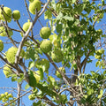 Osage Orange Tree – Live Native Shade Tree | 1 Gallon Pot Plant | Maclura pomifera | Hardy Wildlife Landscape Tree