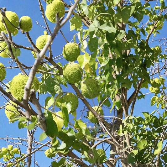Osage Orange Tree – Live Native Shade Tree | 1 Gallon Pot Plant | Maclura pomifera | Hardy Wildlife Landscape Tree