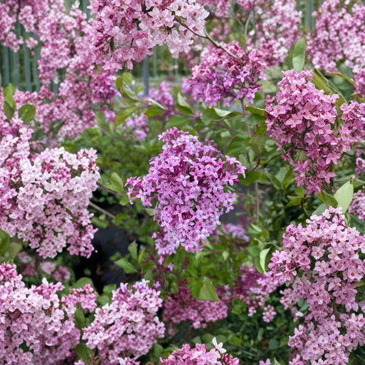 Red Pixie Lilac – Live Dwarf Fragrant Flowering Shrub | 1 Gallon Pot Plant | Compact Red Lilac For Small Gardens