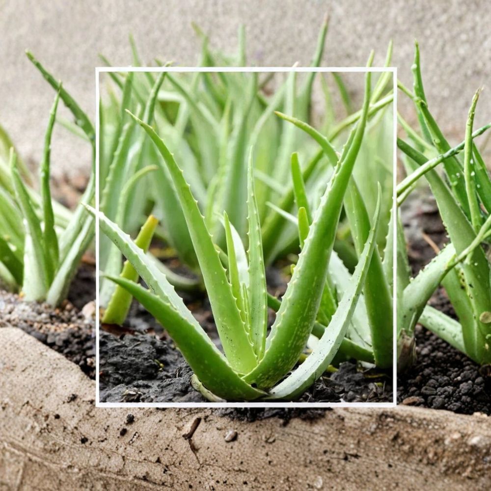 2 Aloe Vera Live Plants | Bare Root Succulents 4–8 Inches Tall | Buy 2 Get 1 Free | Easy Care Medicinal Houseplant