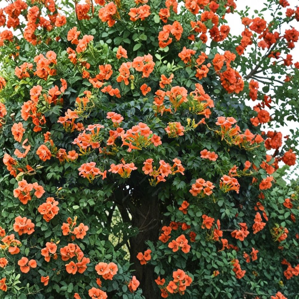 Trumpet Vine Cuttings – 12 Live Cuttings | Campsis radicans | 6 Inches Long | Hummingbird & Butterfly Friendly | Easy to Grow