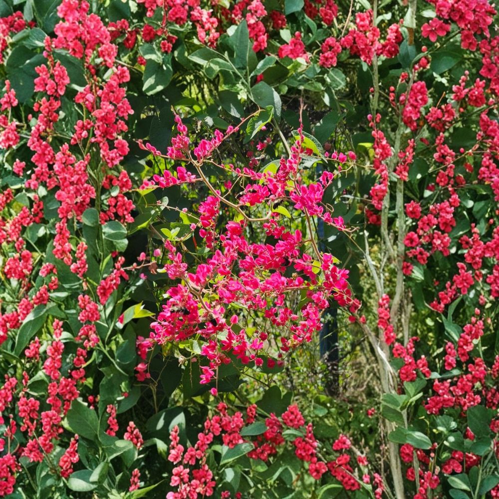 Mexican Creeper – Antigonon leptopus Live Starter Plants | 2 Plants | 4–6 Inches Tall | Fast Growing Tropical Vine | Ships Without Pot